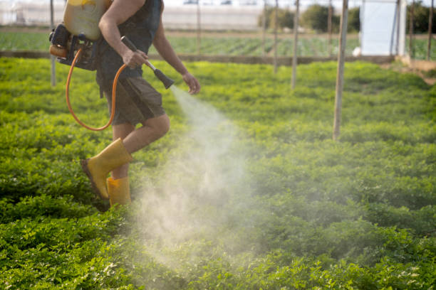 Best Wasp Removal Services  in North Miami, FL