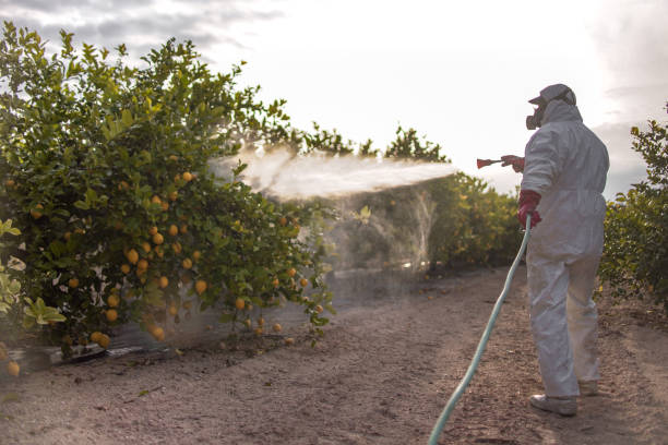 Best Insect Control  in North Miami, FL